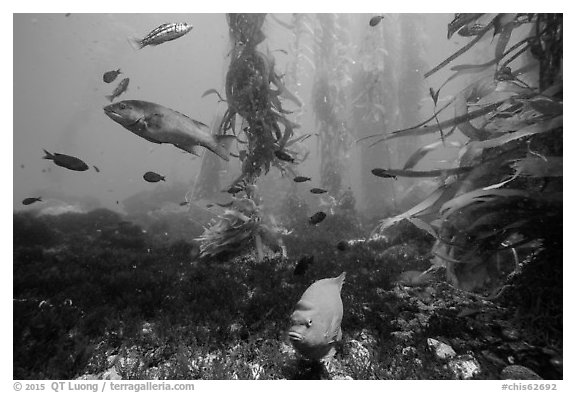 Garibaldi, ocean floor, and kelp, Santa Barbara Island. Channel Islands National Park (black and white)