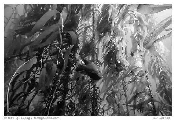 Garibaldi beneath kelp canopy, Santa Barbara Island. Channel Islands National Park (black and white)