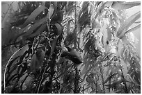 Garibaldi beneath kelp canopy, Santa Barbara Island. Channel Islands National Park ( black and white)