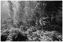 Ocean floor, fish, and kelp forest, Santa Barbara Island. Channel Islands National Park ( black and white)