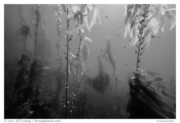 Giant kelp, pneumatocysts, and fish, Santa Barbara Island. Channel Islands National Park (black and white)