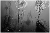 Giant kelp, pneumatocysts, and fish, Santa Barbara Island. Channel Islands National Park ( black and white)