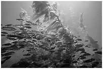 School of fish in kelp forest, Santa Barbara Island. Channel Islands National Park ( black and white)