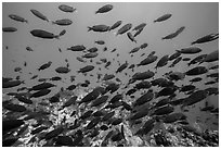 School of fish, Santa Barbara Island. Channel Islands National Park ( black and white)