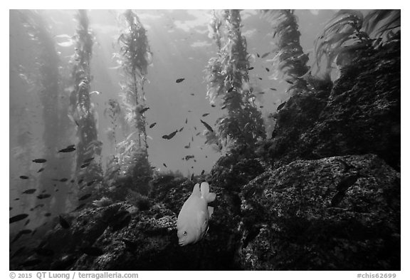 Garibaldi fish, rocky reef, and kelp, Santa Barbara Island. Channel Islands National Park (black and white)