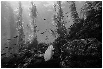 Garibaldi fish, rocky reef, and kelp, Santa Barbara Island. Channel Islands National Park ( black and white)