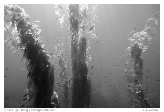 Fish and giant kelp plants, Santa Barbara Island. Channel Islands National Park (black and white)