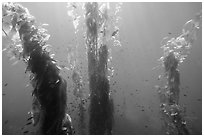 Fish and giant kelp plants, Santa Barbara Island. Channel Islands National Park ( black and white)