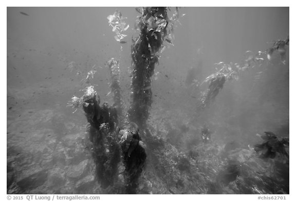 Looking down giant kelp plants and ocean floor, Santa Barbara Island. Channel Islands National Park (black and white)