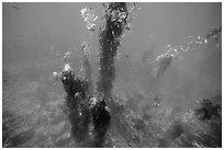 Looking down giant kelp plants and ocean floor, Santa Barbara Island. Channel Islands National Park ( black and white)