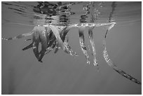 Drifting kelp and reflection, Santa Barbara Island. Channel Islands National Park ( black and white)