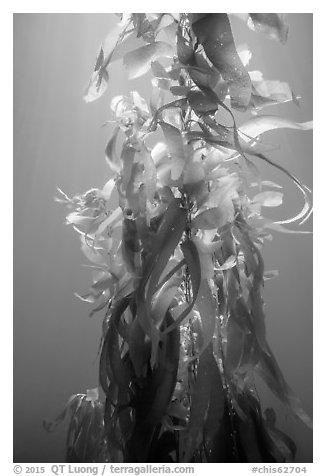 Giant kelp, blades and stipes, Santa Barbara Island. Channel Islands National Park (black and white)