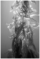 Giant kelp, blades and stipes, Santa Barbara Island. Channel Islands National Park ( black and white)