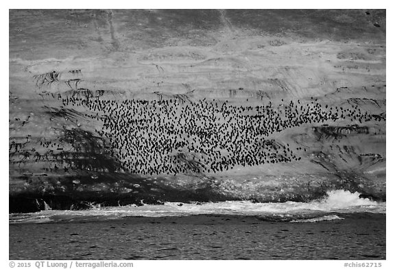 Cormorant colony at sunrise, Santa Barbara Island. Channel Islands National Park (black and white)