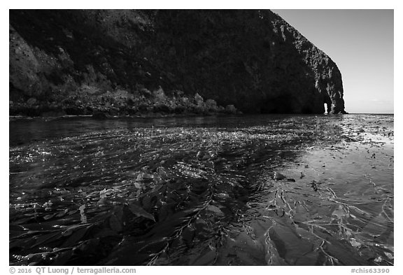 Kelp bed on ocean surface and sea cliff, Santa Cruz Island. Channel Islands National Park (black and white)