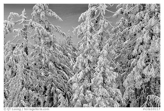 Snow-covered trees and lake waters at sunrise. Crater Lake National Park, Oregon, USA.