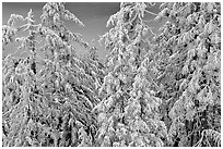 Snow-covered trees and lake waters at sunrise. Crater Lake National Park, Oregon, USA. (black and white)