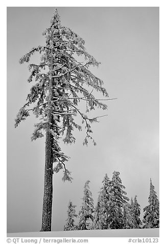 Tall snow-covered pine tree. Crater Lake National Park, Oregon, USA.