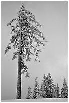 Tall snow-covered pine tree. Crater Lake National Park, Oregon, USA. (black and white)