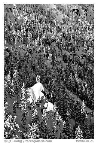 Pine forest on slope in winter. Crater Lake National Park, Oregon, USA.