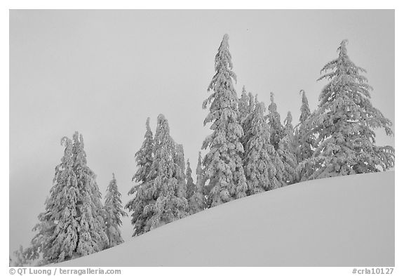 Snow-covered pine trees on a hill. Crater Lake National Park, Oregon, USA.