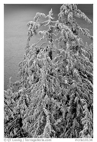 Snow-covered trees and lake waters at sunrise. Crater Lake National Park (black and white)