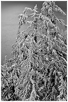 Snow-covered trees and lake waters at sunrise. Crater Lake National Park ( black and white)