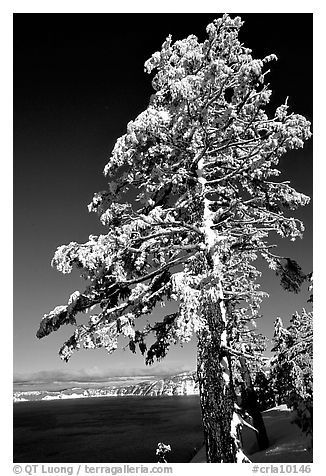 Pine tree with fresh snow on  lake rim. Crater Lake National Park, Oregon, USA.