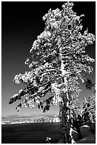 Pine tree with fresh snow on  lake rim. Crater Lake National Park, Oregon, USA. (black and white)
