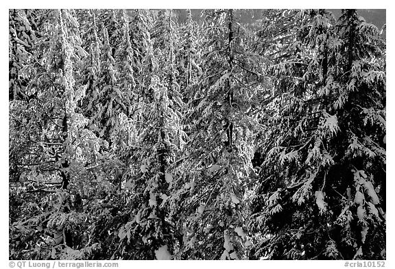 Forest with fresh snow and sunset light. Crater Lake National Park, Oregon, USA.