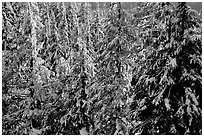 Forest with fresh snow and sunset light. Crater Lake National Park, Oregon, USA. (black and white)