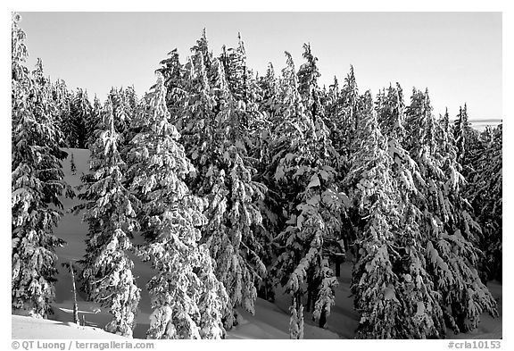 Conifers with fresh snow and sunset light. Crater Lake National Park, Oregon, USA.