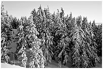 Conifers with fresh snow and sunset light. Crater Lake National Park, Oregon, USA. (black and white)