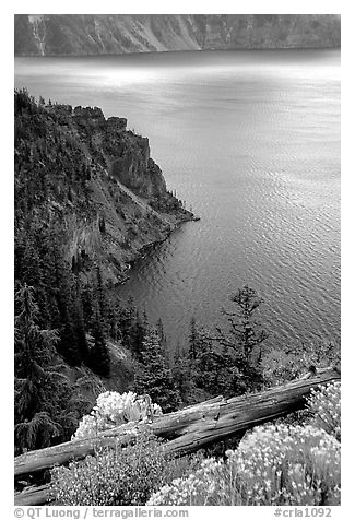 Sagebrush on Lake rim. Crater Lake National Park, Oregon, USA.