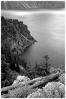 Sagebrush on Lake rim. Crater Lake National Park, Oregon, USA. (black and white)