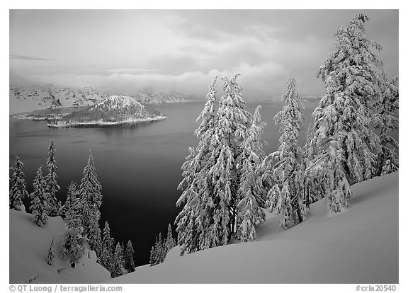 Trees, Wizard Island, and lake, winter dusk. Crater Lake National Park, Oregon, USA.