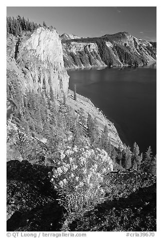 Sage flower and cliff. Crater Lake National Park, Oregon, USA.