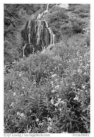 Wildflowers and Vidae Falls. Crater Lake National Park (black and white)