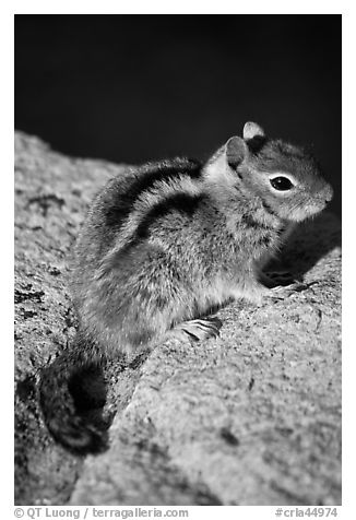 Ground squirel. Crater Lake National Park, Oregon, USA.