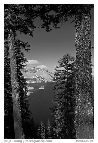 Lake seen between pine trees. Crater Lake National Park (black and white)