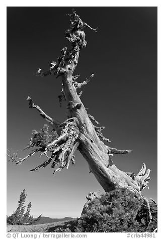 Ancient Whitebark pine and lichen. Crater Lake National Park (black and white)