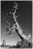 Ancient Whitebark pine and lichen. Crater Lake National Park, Oregon, USA. (black and white)