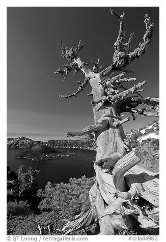 Whitebark pine tree and lake. Crater Lake National Park (black and white)