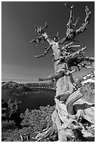 Whitebark pine tree and lake. Crater Lake National Park, Oregon, USA. (black and white)
