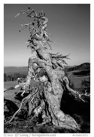 Gnarly whitebark pine tree. Crater Lake National Park (black and white)