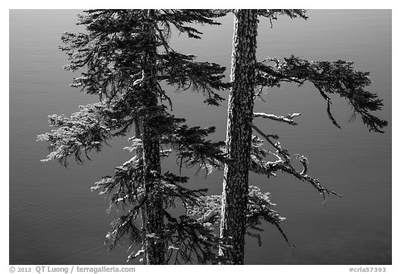 Two tree trunks with lichen profiled agains blue waters, Wizard Island. Crater Lake National Park (black and white)