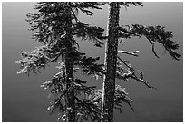Two tree trunks with lichen profiled agains blue waters, Wizard Island. Crater Lake National Park ( black and white)