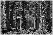 Western Hemlock (Tsuga mertensiana) trunks, Wizard Island. Crater Lake National Park ( black and white)