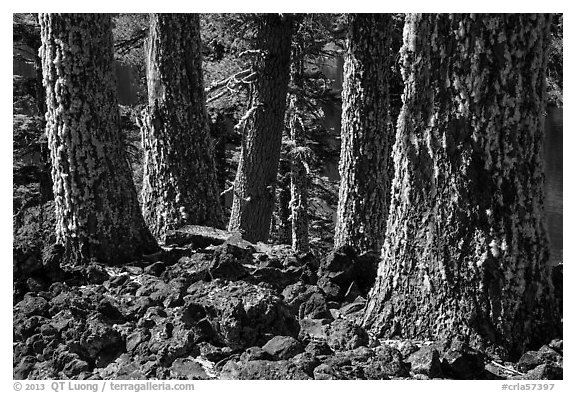 Lava rocks and Western Hemlock trees with lichen, Wizard Island. Crater Lake National Park (black and white)