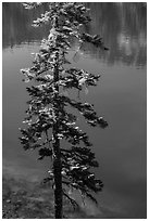 Tree and transparent blue waters, Wizard Island. Crater Lake National Park ( black and white)
